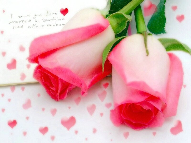 Two Pink Roses — Romantic, Photograph