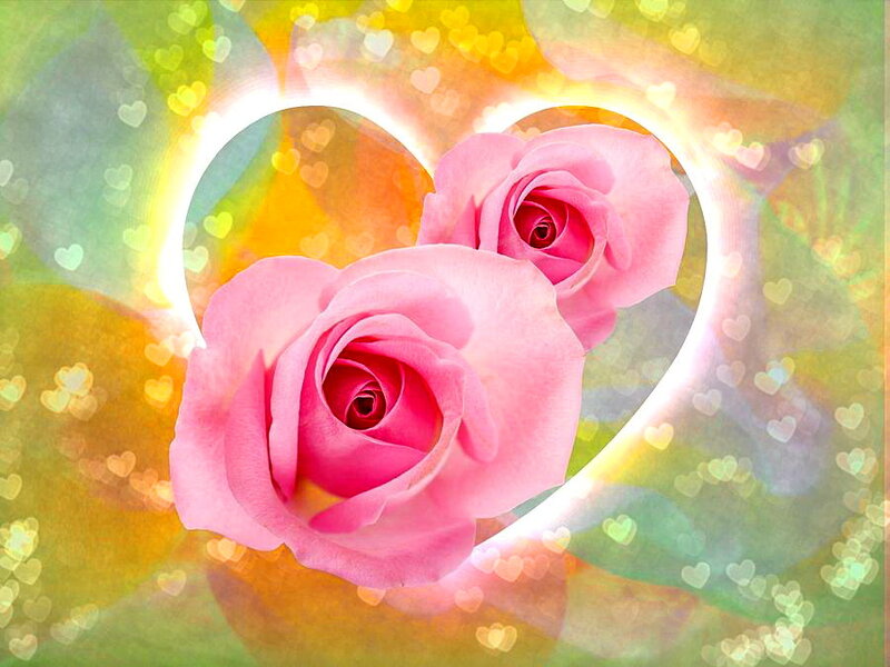 Two Pink Roses — Romantic