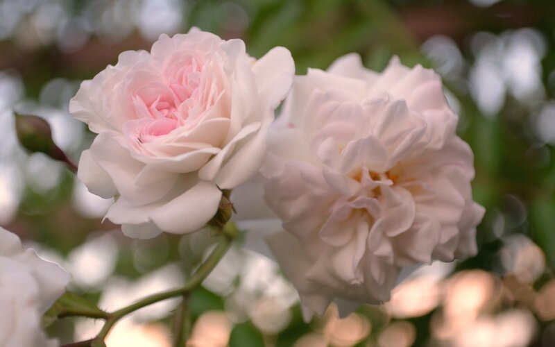 Two Pink Roses — Serene, Afternoon, Photograph, Bloom