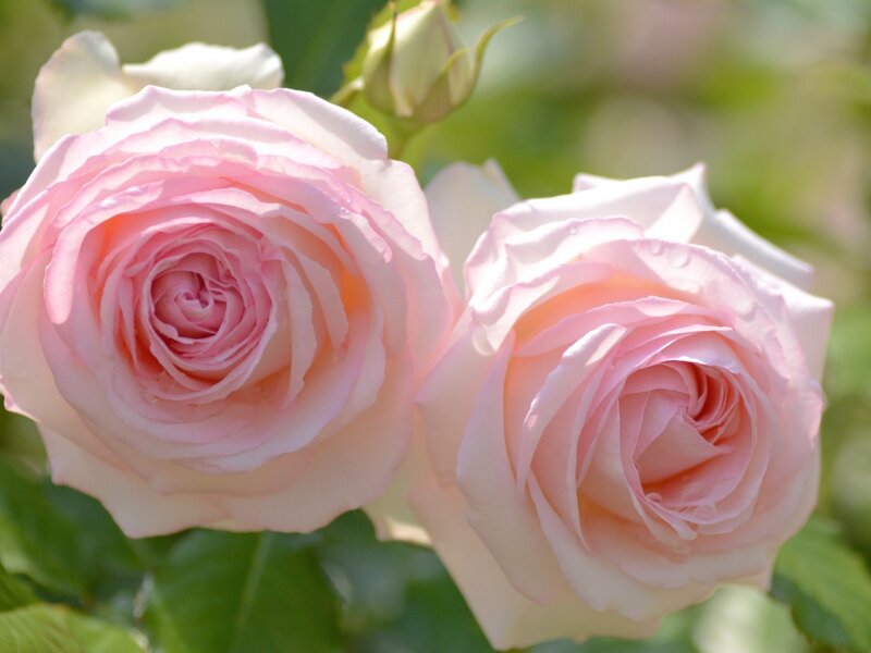Two Pink Roses — Serene, Afternoon, Photograph, Buds, Leaves