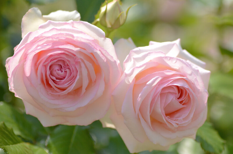 Two Pink Roses — Serene, Afternoon, Photograph, Buds