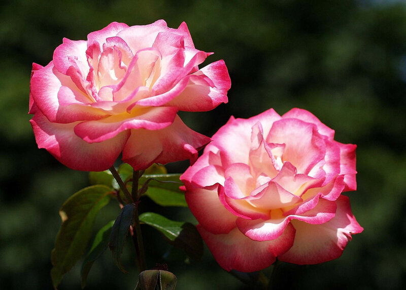 Two Pink Roses — Serene, Afternoon, Photograph, Flowers, Leaves