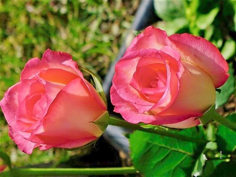 Two Pink Roses — Serene, Afternoon, Photograph, Green Leaves, Stem