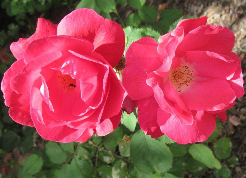 Two Pink Roses — Serene, Afternoon, Photograph, Green Leaves