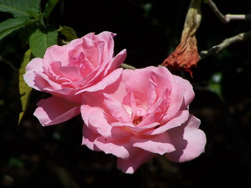 Two Pink Roses — Serene, Afternoon, Photograph, Leaves, Branch