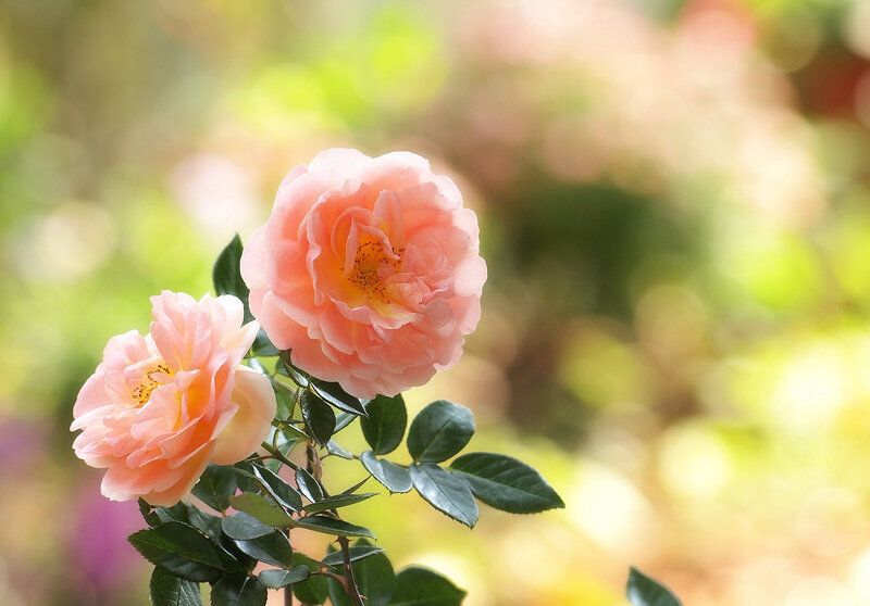 Two Pink Roses — Serene, Afternoon, Photograph, Leaves, Sunlight