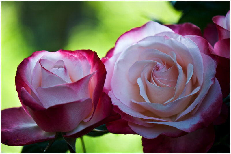 Two Pink Roses — Serene, Afternoon, Photograph
