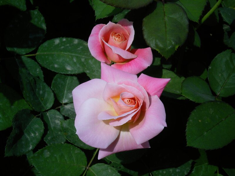 Two Pink Roses — Serene, Afternoon