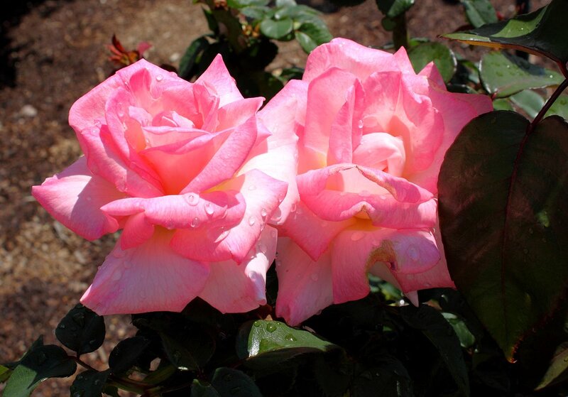 Two Pink Roses — Serene, Morning, Photograph, Leaves