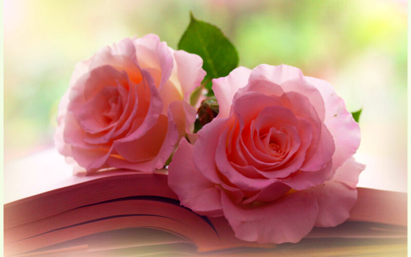 Two Pink Roses — Serene, Morning, Photograph