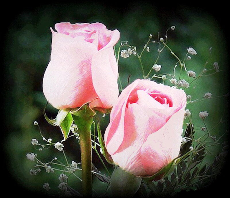 Two Pink Roses — Serene, Photograph, Baby's Breath