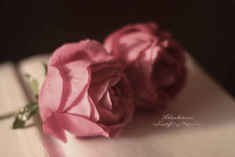 Two Pink Roses — Serene, Photograph, Book