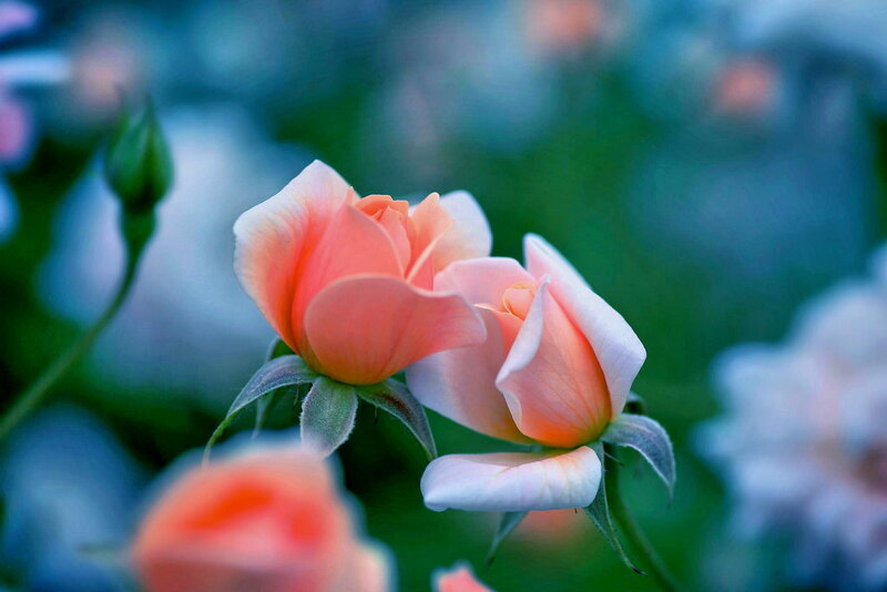 Two Pink Roses — Serene, Photograph, Buds