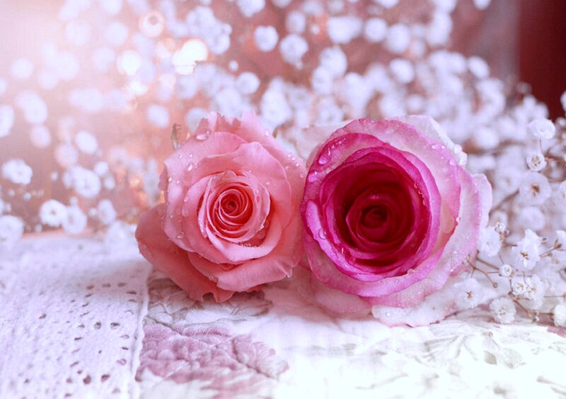 Two Pink Roses — Serene, Photograph, Drops