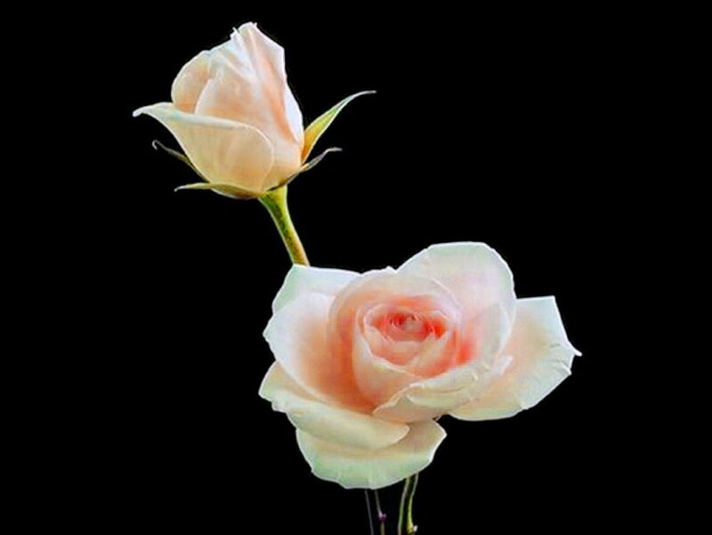 Two Pink Roses — Serene, Photograph, Flower