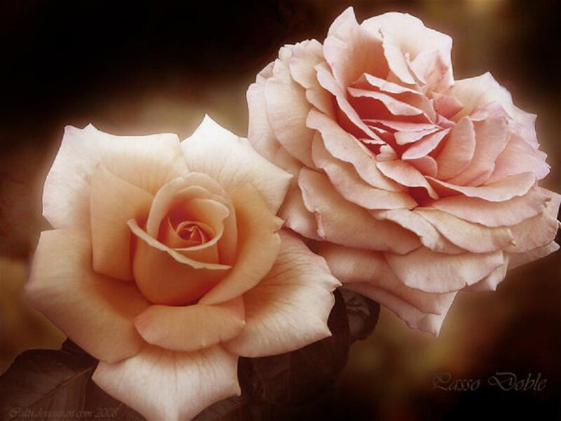 Two Pink Roses — Serene, Photograph, Flowers