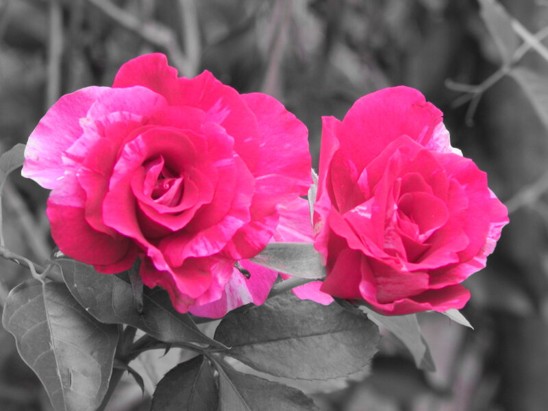 Two Pink Roses — Serene, Photograph, Leaves, Bush