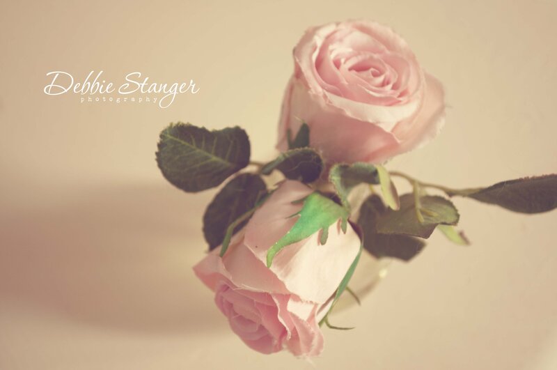 Two Pink Roses — Serene, Photograph, Leaves