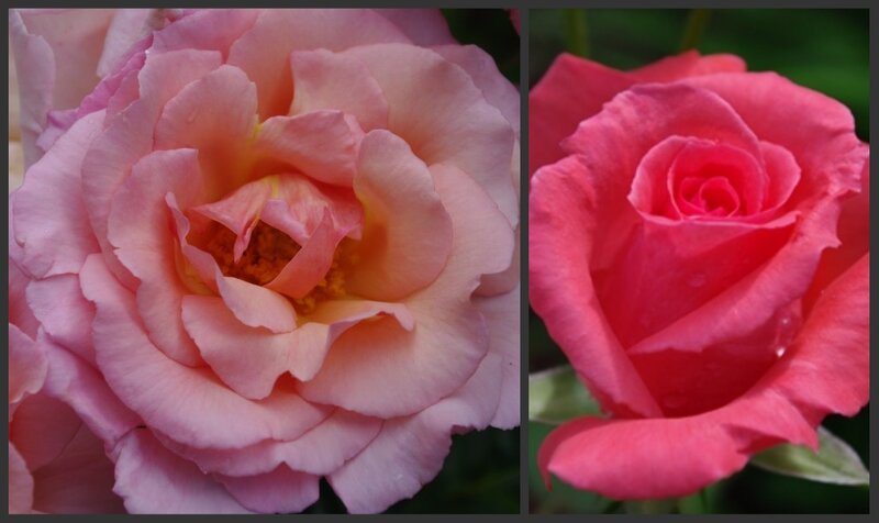 Two Pink Roses — Serene, Photograph, Petals