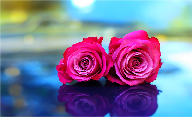 Two Pink Roses — Serene, Photograph, Reflection
