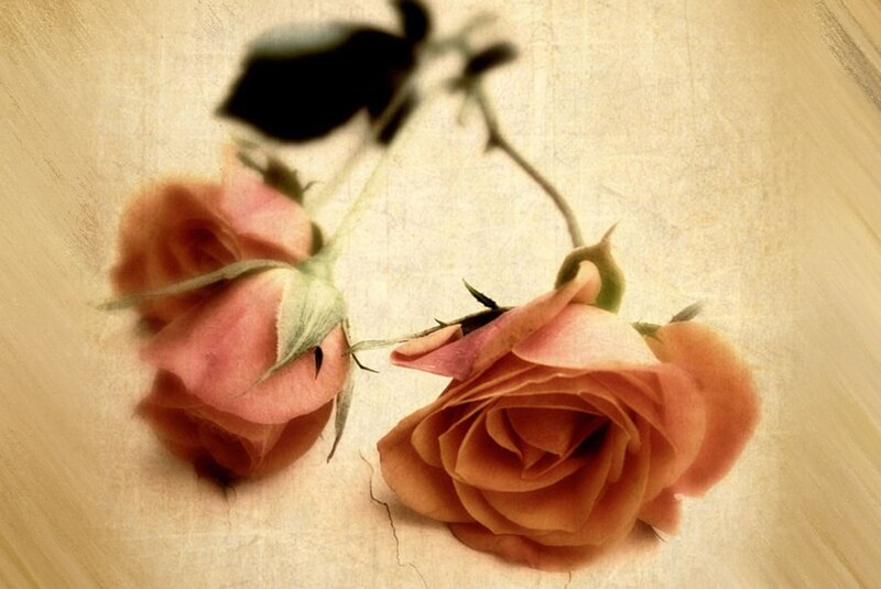 Two Pink Roses — Serene, Photograph, Stem