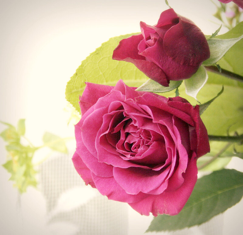 Two Pink Roses — Serene, Photograph