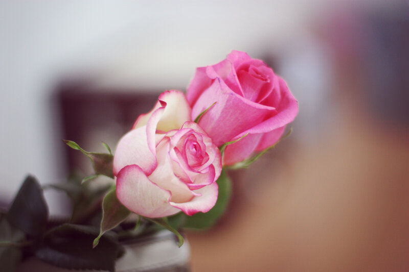 Two Pink Roses — Serene, Photograph, Vase