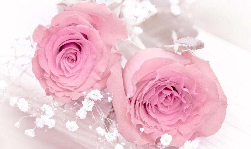 Two Pink Roses — Serene, Photograph, White Baby's Breath