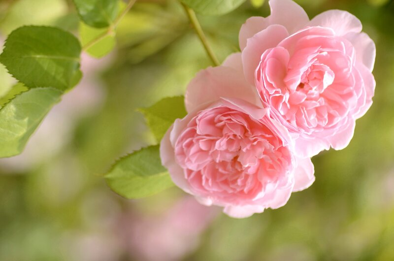 Two Pink Roses — Serene, Spring