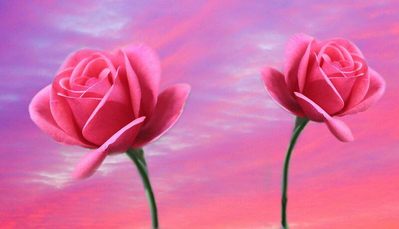 Two Pink Roses — Serene, Sunset, Digital Art, Flowers