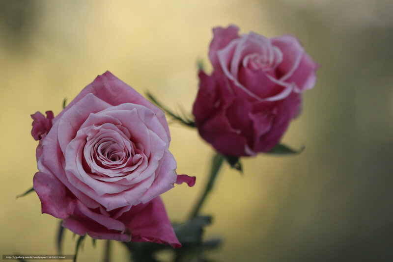Two Pink Roses — Serene, Sunset, Photograph, Flower, Stem, Background