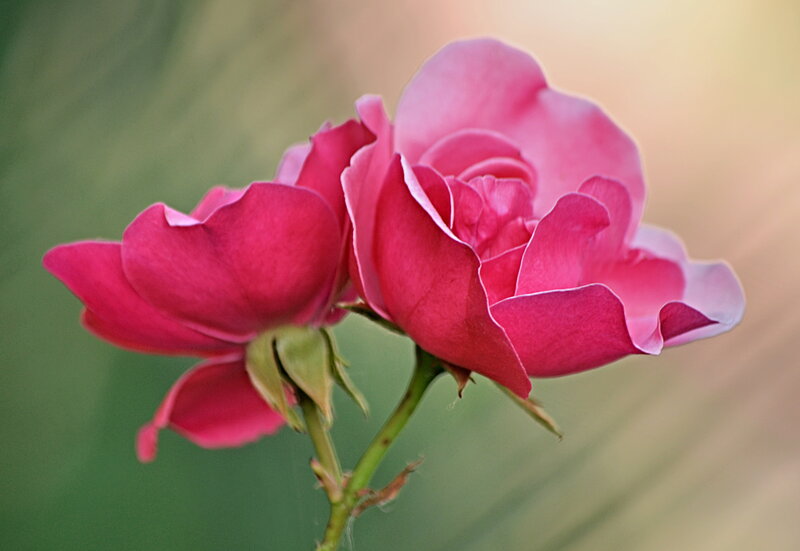 Two Pink Roses — Serene, Sunset, Photograph, Flower, Stem