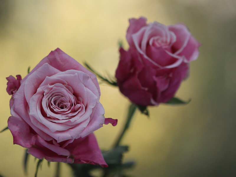Two Pink Roses — Serene, Sunset, Photograph, Flower