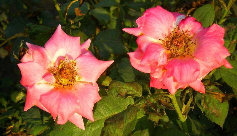 Two Pink Roses — Serene, Sunset