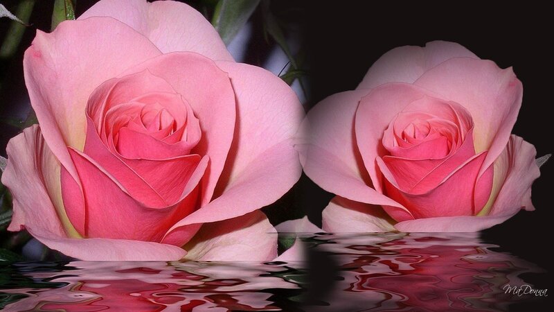 Two Pink Roses — Serene