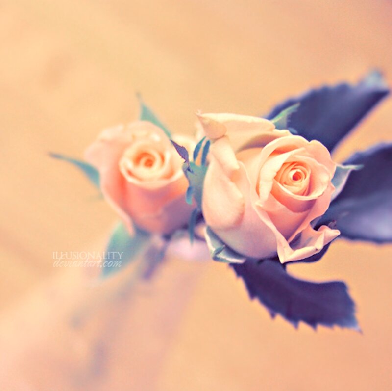 Two Pink Roses — Soft, Photograph