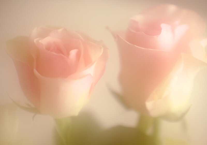 Two Pink Roses — Soft