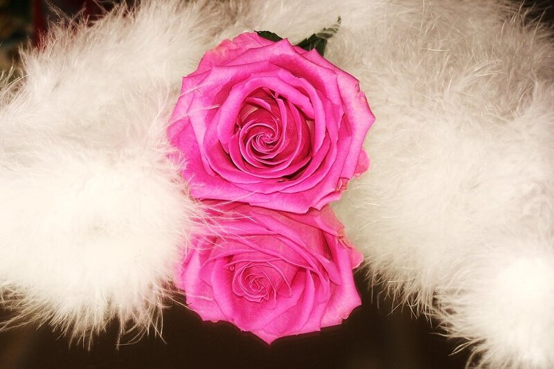 Two Pink Roses