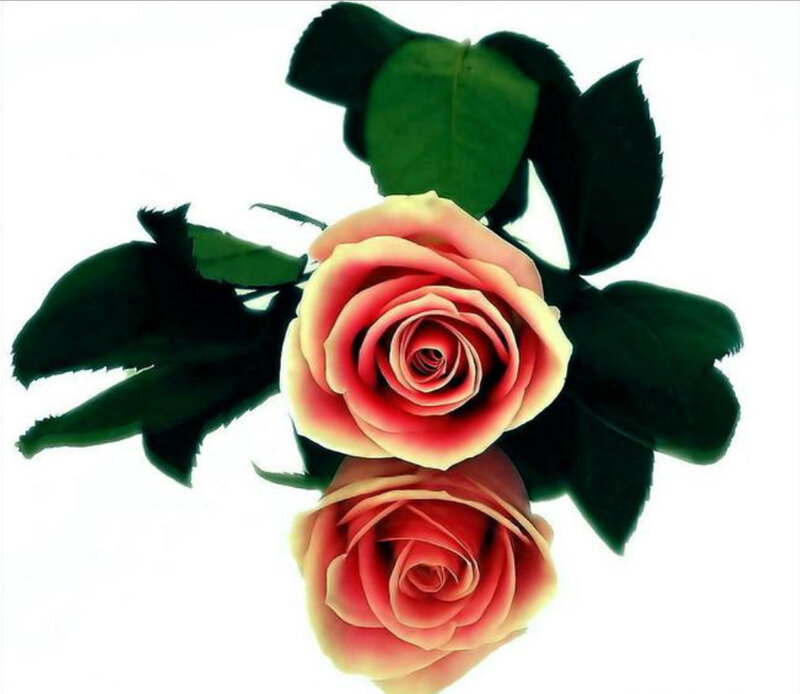 Two pink roses with green leaves