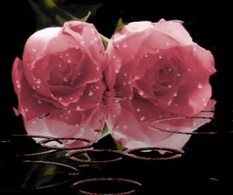 Two pink roses with water droplets