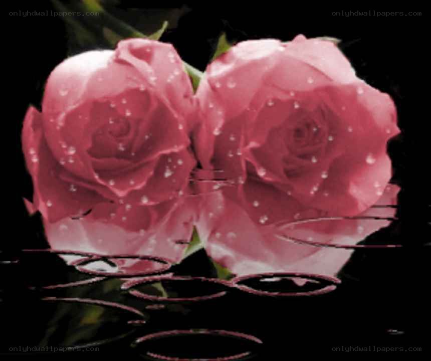 Two pink roses with water droplets