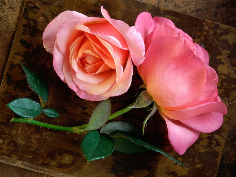 Two Pink Roses — Wooden Surface