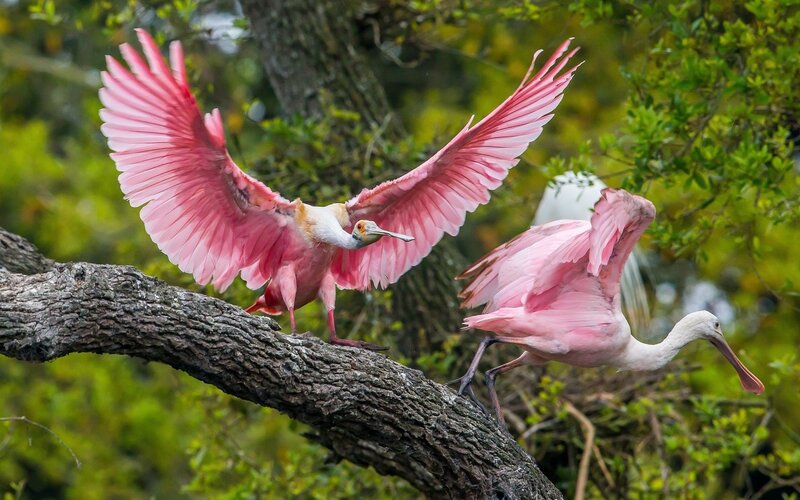 Two Pink Spoonbills — Natural
