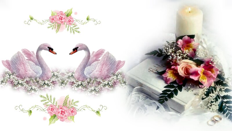 Two Pink Swans — Romantic