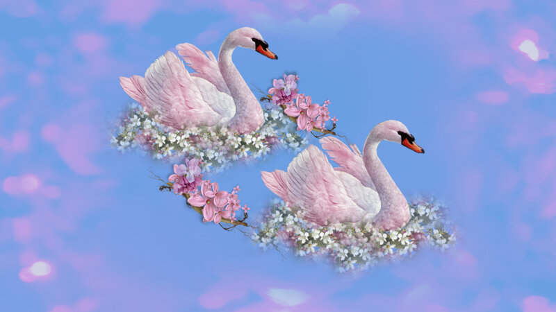 Two Pink Swans