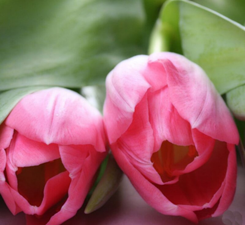 Two Pink Tulips — Calm, Photograph, Green Leaves