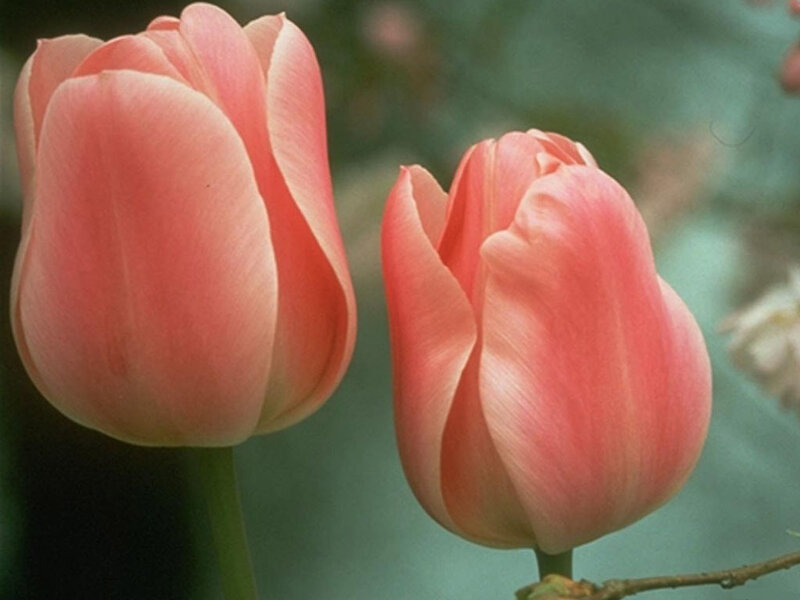 Two Pink Tulips — Calm, Spring, Photograph, Flower, Stem, Green Background