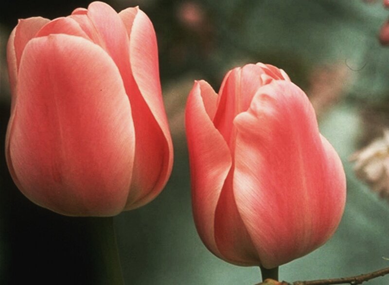 Two Pink Tulips — Calm, Spring, Photograph, Flower, Stem