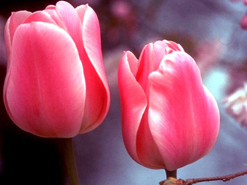 Two Pink Tulips — Calm, Spring, Photograph, Flower