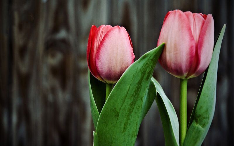 Two Pink Tulips — Calm